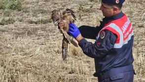 Muş kırsalında yaralı bulunan kızıl şahin jandarma ekiplerince kurtarıldı