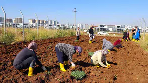 Diyarbakır'da kadınlar kent bostanında kışlık ürünleri toprakla buluşturdu