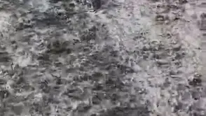 Elazığ Palu'da şiddetli yağış sele dönüştü