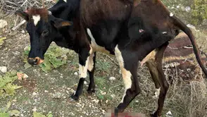 Gercüş yolunda pikap ile inek çarpıştı