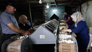 Diyarbakır Kulp ilçesinde ipek böcekçiliği binlerce aileye geçim kapısı oldu