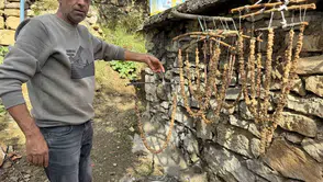 Diyarbakır Çermik'te geleneksel bağ bozumu mesaisi başladı