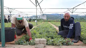 Bingöl'deki fidanlıkta 18 farklı türde üretim yapılıyor