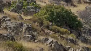 Elazığ dağlarında sürü halinde gezen koruma altındaki keçiler görüntülendi