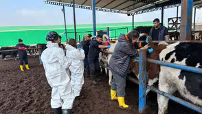 Diyarbakır'da bilimsel çalışma meyvesini verdi: Dişi buzağılar çiftçinin yüzünü güldürdü