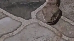 Şırnak'ta balkon keyfi yılanla yarım kaldı