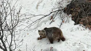 Tunceli'de dronu fark eden ayının şaşkınlığı kameraya yansıdı