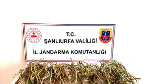 Ceylanpınar'da fıstık ağaçlarına dadanan hırsızlar yakalandı