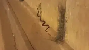 Diyarbakır sokaklarında iki metrelik yılan sürprizi