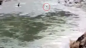 Bingöl’de çaya giren genç akıntıya kapılarak gözden kayboldu