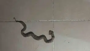 Siirt Kurtalan’da yılan alarmı