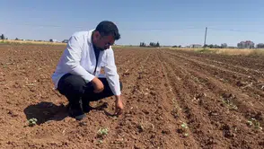 Şanlıurfa çiftçisinin pamuk tarlalarında büyük böcek alarmı
