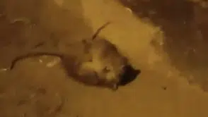 Batman sokaklarında gece yarısı farelerin dövüşü