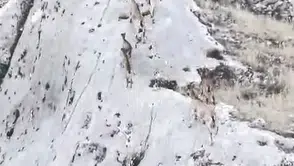 Elazığ kırsalında nadir görülen dağ keçileri havadan kayıt altına alındı