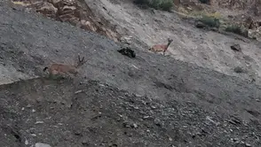 Hakkari yolunda görülen dağ keçileri ilgi odağı oldu