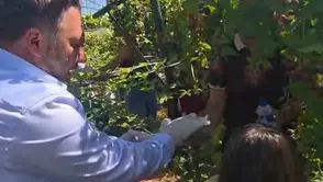 Siirtte tarım projesiyle bir araya gelen çocuklar böğürtlen topladı