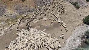 Van'da Norduz koyunları dijital teknolojilerle takip altına alınıyor