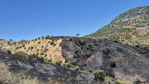 Dicle ilçesindeki üzüm bağları yangında zarar gördü