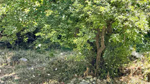 Şırnak Pirinçli köyünde kavak ağaçlarından dökülen polenler yaşamı zorlaştırdı