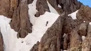 Tunceli Hel Dağları zirvesinde karlar üzerinde yürüyen ayılar görüntülendi