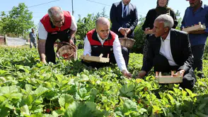 Elazığlı üreticilerle tarlaya giren Vali Hatipoğlu çilek topladı