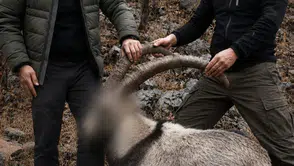 Siirtte yasa dışı yaban keçisi avlayanlara altı yıl sonra ceza kesildi