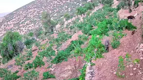 Gercüş köyünde yaban domuzları fıstık ve üzüm bağlarını talan etti