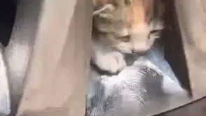 Elazığda otomobil jantına gizlenen kedi ailesini itfaiye ekipleri kurtardı