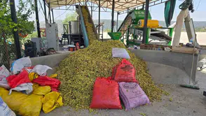Çermikli üreticiye erken hasat uyarısı