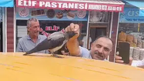 Adilcevazlı kasabın iyileştirdiği karga her gün dükkânını ziyaret ediyor