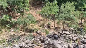 Munzur Nehri kıyısında nadir görülen dağ keçileri objektiflere yansıdı
