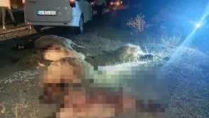 Hakkari Van yolunda otomobil sürünün arasına daldı