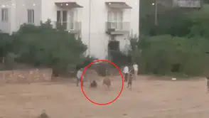 İpinden kurtulan inek sahibini yere devirdi, kovalamaca kamerada
