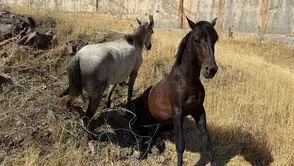 Derecik'te sınır tellerine takılan atları asker ve belediye kurtardı