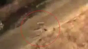 Siirt Baykan sokaklarında köpekle kedi arasında yaşanan acı olay görüntülendi