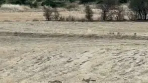 Gercüş kırsalında tilkilerin oyun dolu anları kameraya yansıdı