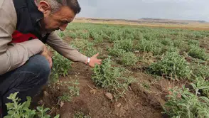 Emekli müteahhit ada çayı üretiminde ilk hasada hazırlanıyor