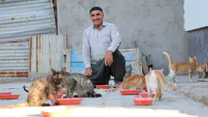 Elazığlı İsmail Dündar her akşam bahçesinde 50 kediye bakıyor