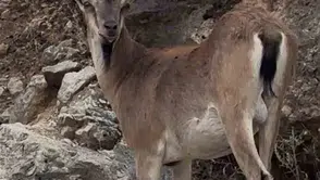 Elazığ Keban'da yaban hayatı yerleşim yerlerine kadar indi