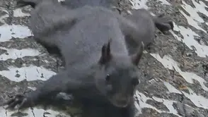Tunceli Pülümür ormanlarında nadir görülen kara sincap kameraya yansıdı