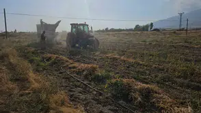 Adilcevaz ovasında fasulye hasadı bereketi yaşanıyor