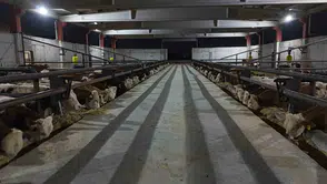 Şanlıurfa kırmızı et üretim merkezi oluyor