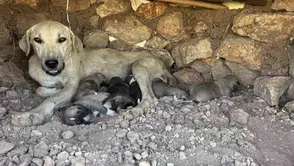 Diyarbakırda kayaların arasına sıkışan yavru köpekler kurtarıldı