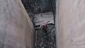 Elazığ'da mahsur kalan dağ keçisi için nefes kesen kurtarma operasyonu