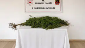 Jandarma Eyyübiye'de kenevir ekili adrese operasyon düzenledi