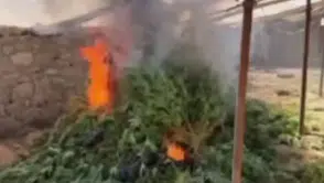 Ergani'de kurulan gizli serada binlerce kök kenevir bulundu