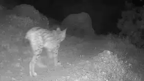 Tunceli yaban hayatı fotokapanlara yansıdı