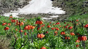 Ergani’de ters laleler açtı: Sakız Dağı’nda görsel şölen