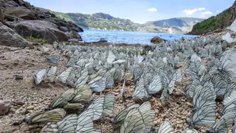 Nemrut Gölü kıyısında binlerce kelebek görsel şölen yaşattı