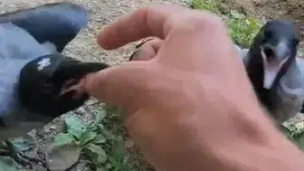 Fırtınada yuvadan düşen kargalara yuva oldu